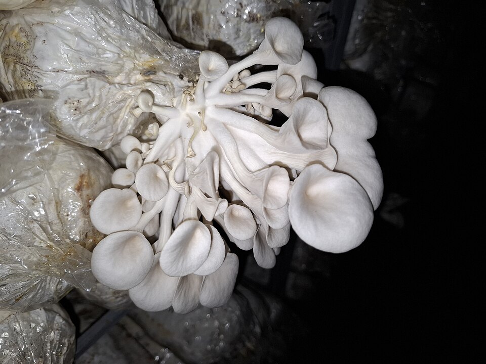 Racimos de gírgolas creciendo en una sala de cultivo